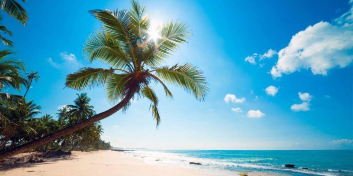 1131x700 Palm Tree And Ocean Wallpapers