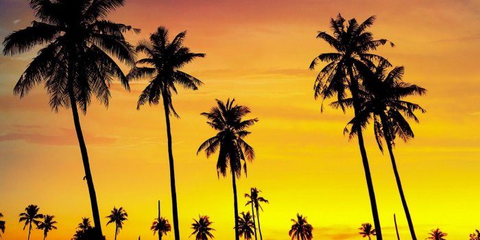 1332x850 Wallpaper palm trees, paradise, beach, palms, shore, sea, sunset