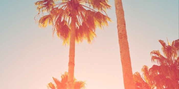 750x1133 Tropical palm trees through haze of sunset at Summer time.Similar