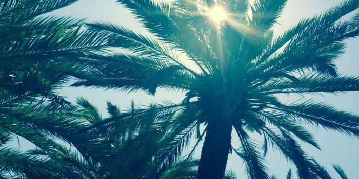 960x1280 Sun, Summer, And Palm Trees Image - Attalea Speciosa - 960x1280