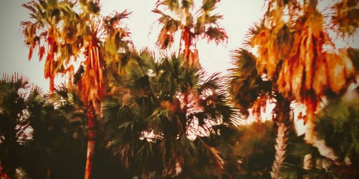 940x1280 Summer palm tree wallpaper by LitBeach - 5e - Free on ZEDGE™