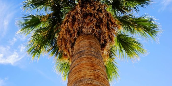 970x1455 Summer, Palm Trees, Sky, Sunshine, palm tree, tree free image | Peakpx