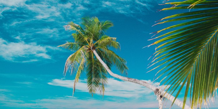 3415x3415 Download wallpaper 3415x3415 beach, sea, palm trees, summer