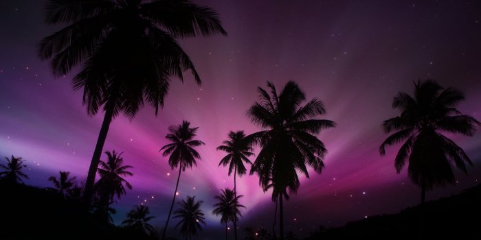 1920x1080 palm, palm trees, pink, summer, trees, wallpaper, palm trees 1920x1080