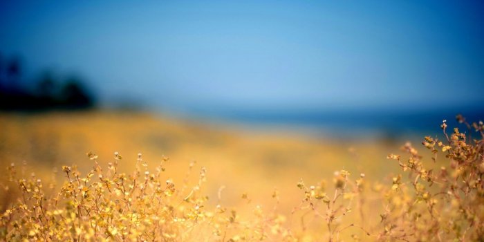 1440x900 Download wallpaper 1440x900 grass, yellow, foreground, autumn, sky