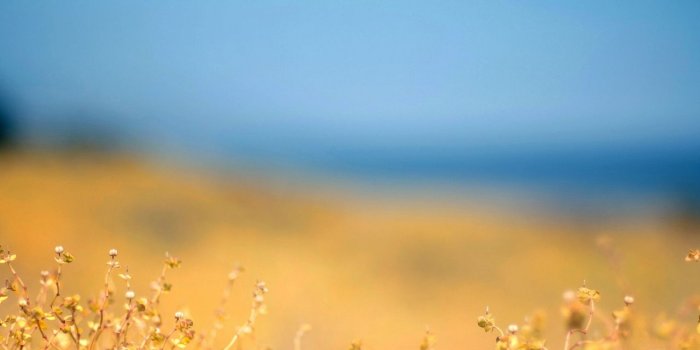 1280x1280 Download wallpaper 1280x1280 grass, yellow, foreground, autumn