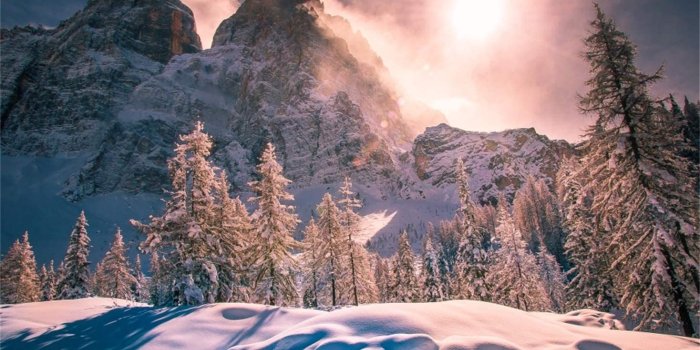 1468x1000 Amazon.com : Midday Snow Mountain Snowy Pine Forest Trees Backdrop