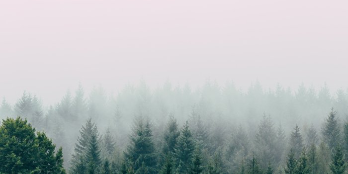 3840x5760 Forest Wallpapers: Free HD Download [500+ HQ] | Unsplash