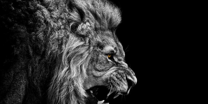 1920x1200 Roaring Black Animated Hd Wallpaper Lion