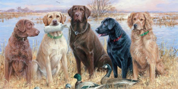 1920x1280 46+ Hunting Dog Wallpapers on WallpaperPlay