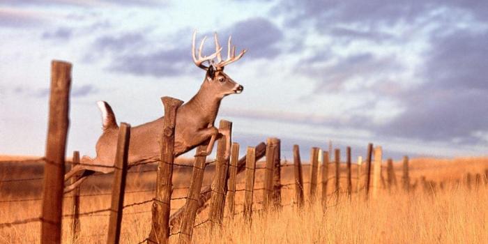 1280x960 Whitetail Deer Backgrounds