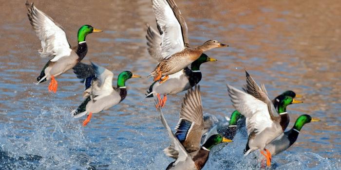 1920x1080 Duck Hunting Desktop Wallpapers - Top Free Duck Hunting Desktop
