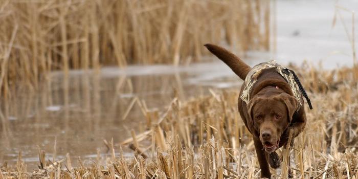 1280x960 Duck Hunting Backgrounds