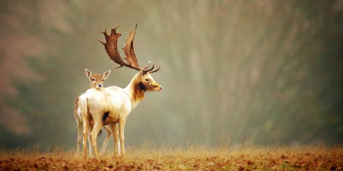 1920x1200 Beautifull Deer HD Wallpapers Free Download | Deer wallpaper, Deer
