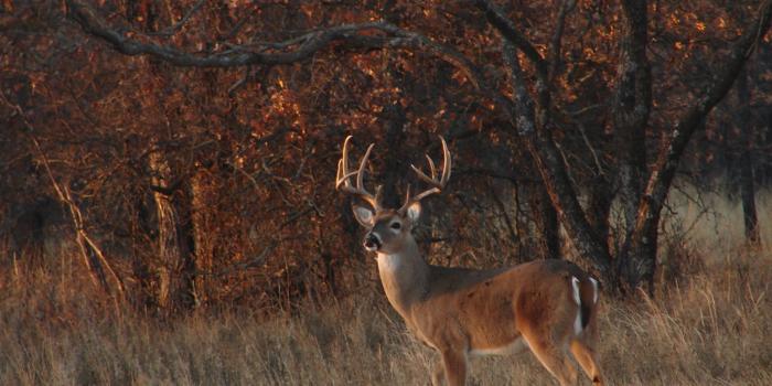 2048x1536 Fall Hunting Wallpapers - Top Free Fall Hunting Backgrounds