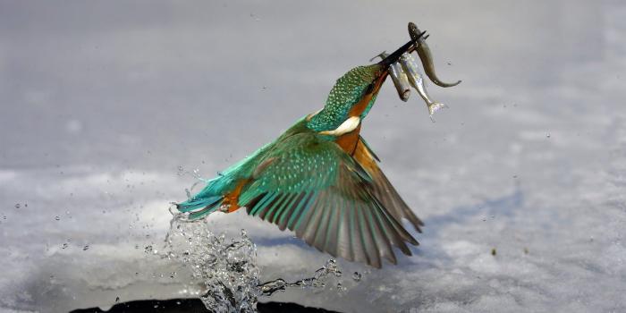 1920x1080 23+ Hunting Backgrounds, Wallpapers, Images, Pictures | Design