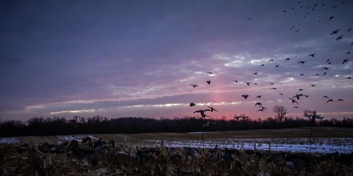 1920x1080 Best 23+ Waterfowl Hunting Wallpaper on HipWallpaper | Waterfowl