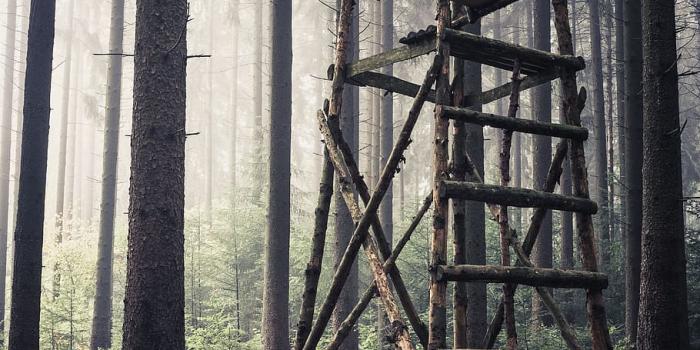 910x1365 HD wallpaper: hunting, delight, hunter was, perch, forest, hunter