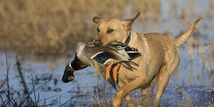 1280x1024 Free Desktop Wallpaper