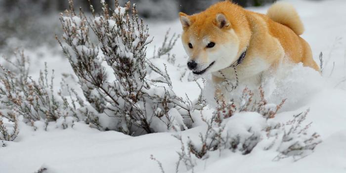 1920x1200 Wolf Planning For Hunting | HD Animals and Birds Wallpapers for