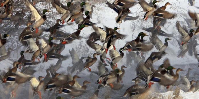 1920x1080 Duck Hunting Wallpapers for Desktop (57+ images)