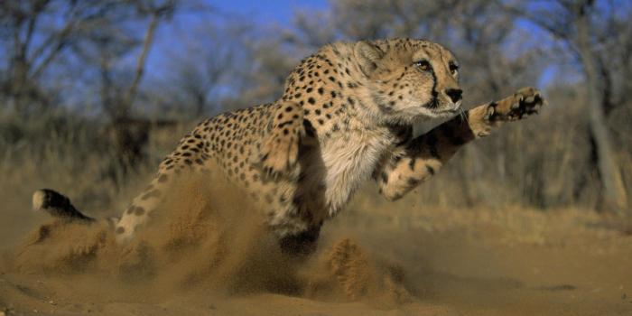 1920x1080 Leopard Chase for Hunting | HD Wallpapers