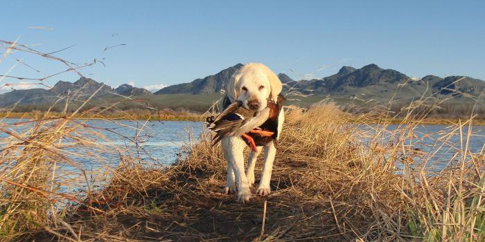 3072x2048 Hunting wallpaper ·① Download free beautiful HD wallpapers for