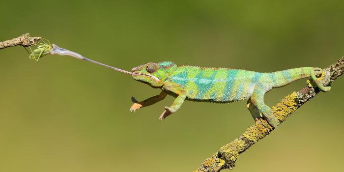 3840x2160 Chameleon Hunting On Insects Animals With Long Tongues Changing