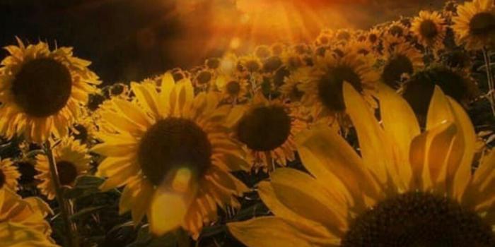 1080x1920 Custom Lyric Phone Wallpapers — Truce by Twenty One Pilots