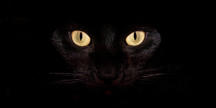 2560x1600 black cat - Abstract Black cat backgrounds Wallpaper in high