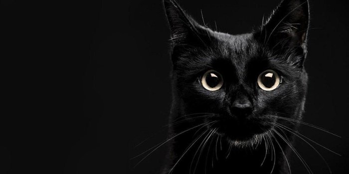 1920x1200 Black Cat Desktop Wallpapers - Top Free Black Cat Desktop
