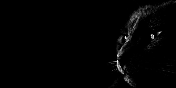 1520x846 Black Cat Wallpaper Android