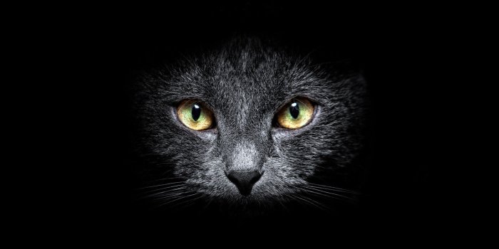 1920x1080 1920x1080 Black Cat in the Dark desktop PC and Mac wallpaper