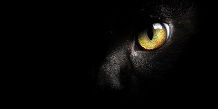 1680x1050 23572 free black cat wallpaper