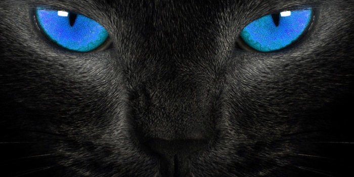 1400x1050 Black Cat Desktop Wallpaper, Black Cat Images, New Wallpapers