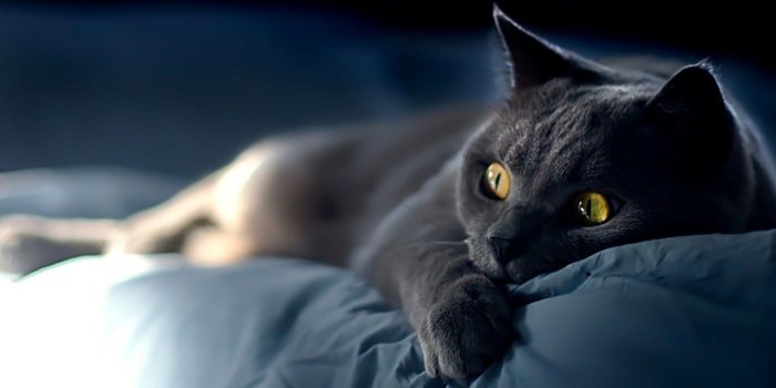 1920x1080 Lazy little black cat desktop wallpaper - 8Wallpapers
