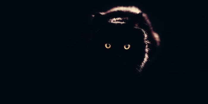 3840x2160 Black Cat Chromebook Wallpaper