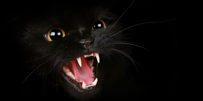 1680x1050 Black Cat Desktop Wallpapers Group (76+)