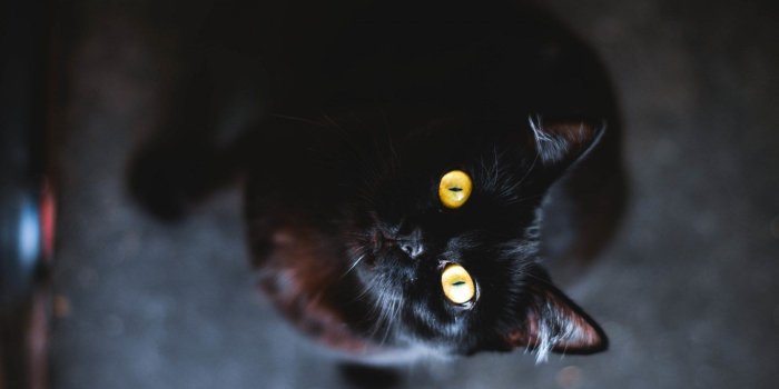 1680x1050 Black Cat Computer HD Wallpaper 58765 1680x1050px