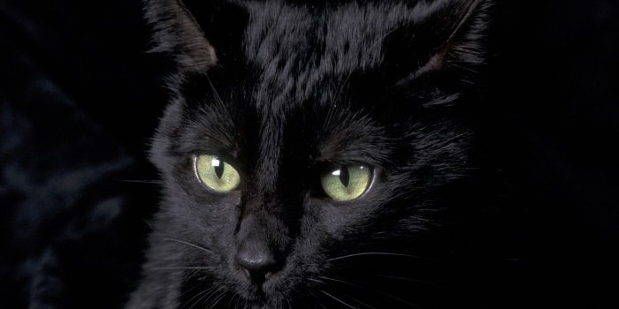 1680x1050 73+] Black Cat Wallpaper on WallpaperSafari