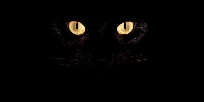 1256x698 Black Cat Wallpaper Hd posted by John Tremblay