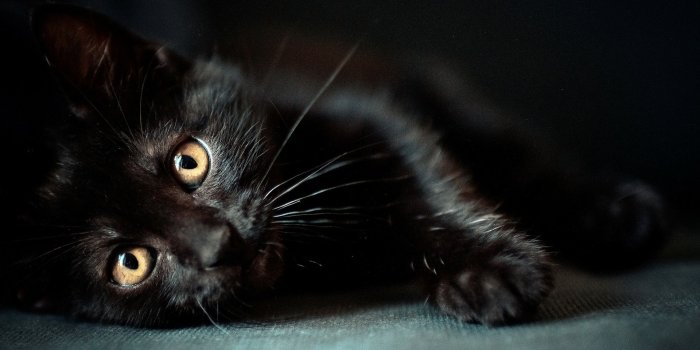 1920x1080 Black Cat Background (65+ images)