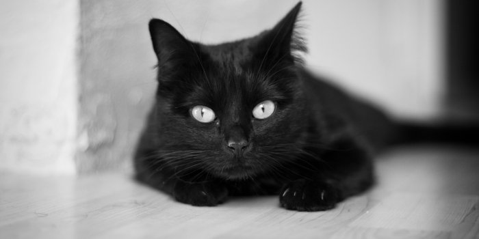 5120x2880 Black Cat Desktop Wallpaper posted by Ryan Cunningham