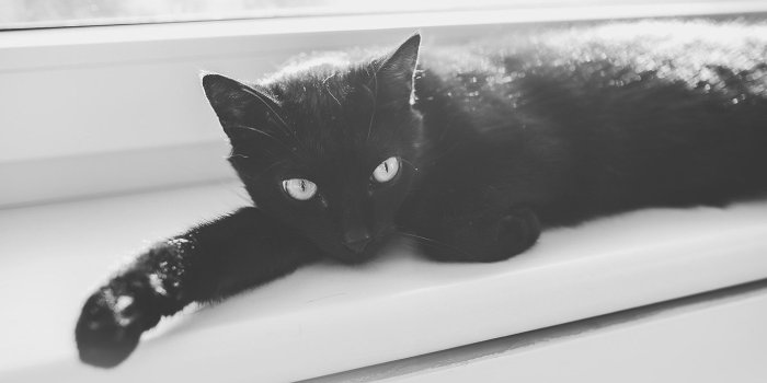 1366x768 mv32-black-cat-animal-cute-watching - Papers.co