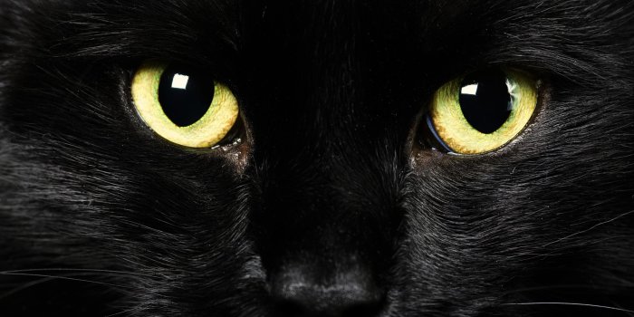 2560x1600 15 Amazing Free, High Resolution Wallpaper Images | Crestock.com Blog