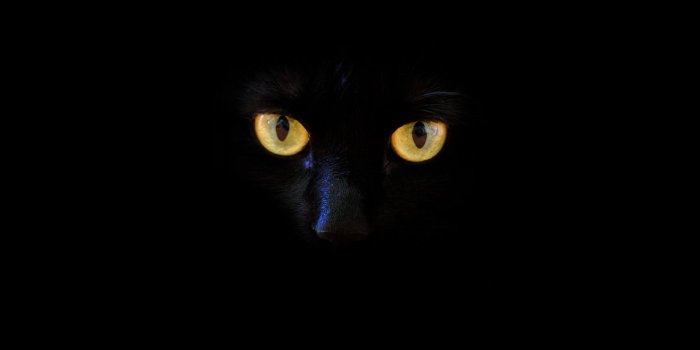 1224x1224 Desktop wallpaper black cat, yellow eyes, portrait, hd image