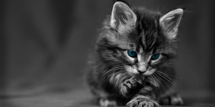 1366x768 Black Cat Desktop Wallpaper, Black Cat Images, New Wallpapers