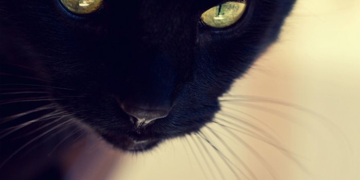 1920x1200 1920x1200 Black Cat Close-up desktop PC and Mac wallpaper