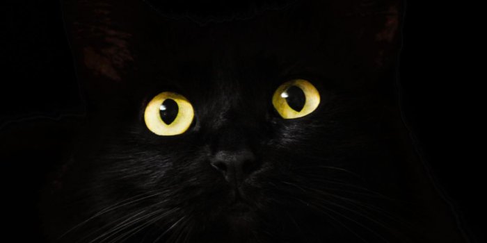 1224x1224 Desktop wallpaper black cat, muzzle, animal, yellow eyes, hd image