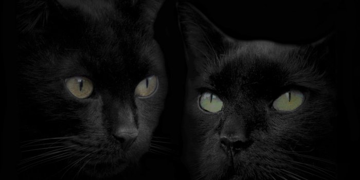 1920x1080 3 black cat wallpaper Black Cat Wallpaper Free 554 :: Black Cat Hd